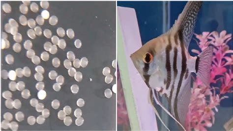 angelfish eggs turning white|how do angelfish eggs work.